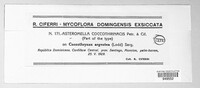 Asteromella coccothrinacis image
